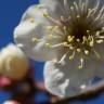 Fotografia 3 da espécie Prunus mume do Jardim Botânico UTAD