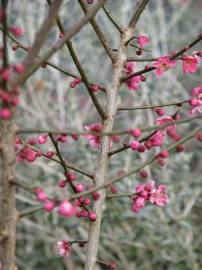 Fotografia da espécie Prunus mume