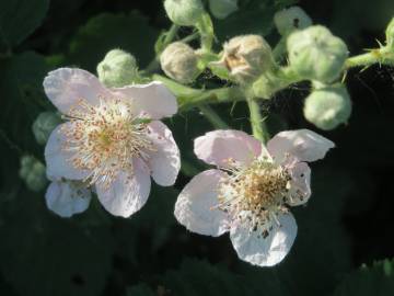 Fotografia da espécie Rubus fruticosus