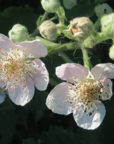 Fotografia de capa Rubus fruticosus - do Jardim Botânico