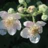 Fotografia 1 da espécie Rubus fruticosus do Jardim Botânico UTAD