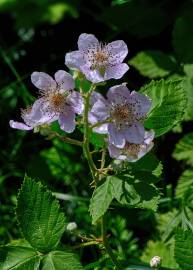 Fotografia da espécie Rubus fruticosus