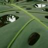 Fotografia 4 da espécie Monstera deliciosa do Jardim Botânico UTAD