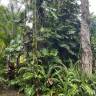 Fotografia 5 da espécie Monstera deliciosa do Jardim Botânico UTAD