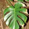Fotografia 6 da espécie Monstera deliciosa do Jardim Botânico UTAD