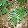 Fotografia 7 da espécie Monstera deliciosa do Jardim Botânico UTAD