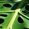 Fotografia 8 da espécie Monstera deliciosa do Jardim Botânico UTAD