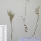 Fotografia 1 de herbário da espécie Bromus tectorum no Jardim Botânico UTAD