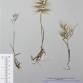 Fotografia 7 de herbário da espécie Bromus tectorum no Jardim Botânico UTAD