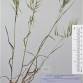 Fotografia 8 de herbário da espécie Bromus tectorum no Jardim Botânico UTAD