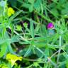 Fotografia 30 da espécie Geranium dissectum do Jardim Botânico UTAD