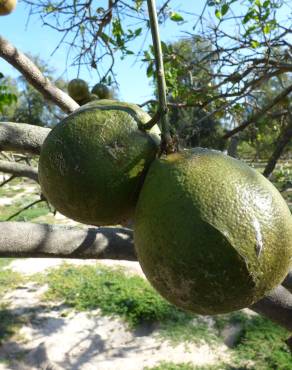 Fotografia 1 da espécie Citrus × aurantium no Jardim Botânico UTAD