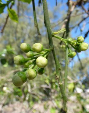 Fotografia 3 da espécie Citrus × aurantium no Jardim Botânico UTAD