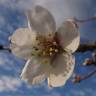 Fotografia 7 da espécie Prunus amygdalus do Jardim Botânico UTAD