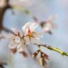 Fotografia 9 da espécie Prunus amygdalus do Jardim Botânico UTAD