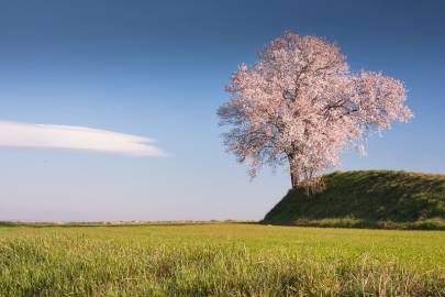 Fotografia da espécie Prunus amygdalus