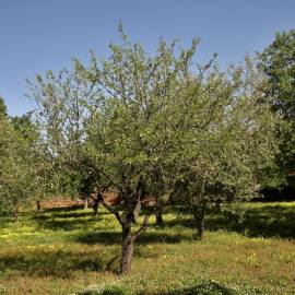 Fotografia da espécie Prunus amygdalus