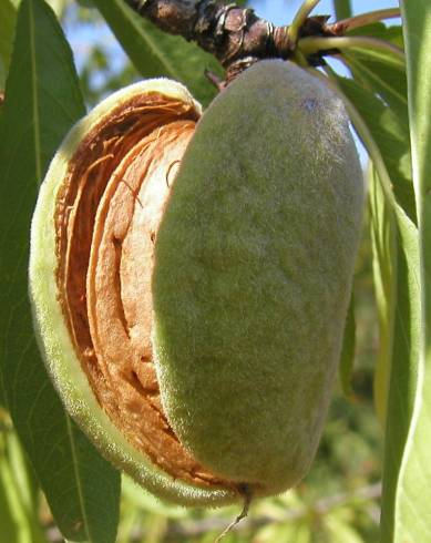 Fotografia de capa Prunus amygdalus - do Jardim Botânico