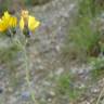 Fotografia 4 da espécie Hieracium glaucinum do Jardim Botânico UTAD