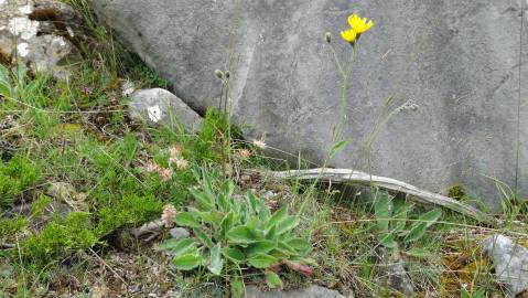 Fotografia da espécie Hieracium glaucinum