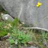 Fotografia 2 da espécie Hieracium glaucinum do Jardim Botânico UTAD