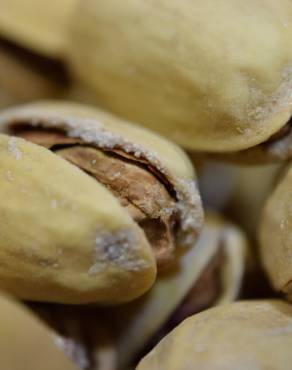 Fotografia 1 da espécie Pistacia vera no Jardim Botânico UTAD