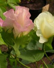 Fotografia da espécie Gossypium herbaceum