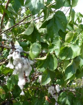 Fotografia 4 da espécie Gossypium herbaceum no Jardim Botânico UTAD