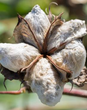 Fotografia 5 da espécie Gossypium herbaceum no Jardim Botânico UTAD