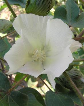 Fotografia 6 da espécie Gossypium herbaceum no Jardim Botânico UTAD