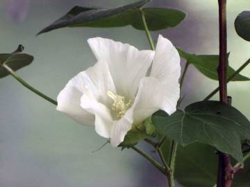 Fotografia da espécie Gossypium arboreum