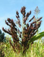 Sorghum bicolor