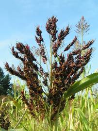 Fotografia da espécie Sorghum bicolor