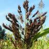 Fotografia 1 da espécie Sorghum bicolor do Jardim Botânico UTAD