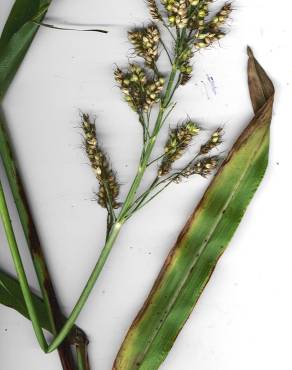 Fotografia 4 da espécie Sorghum bicolor no Jardim Botânico UTAD