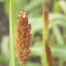 Fotografia 5 da espécie Sorghum bicolor do Jardim Botânico UTAD