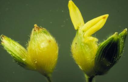 Fotografia da espécie Sorghum bicolor