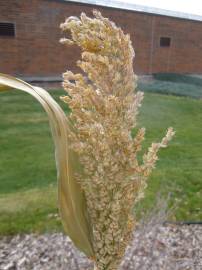 Fotografia da espécie Sorghum bicolor