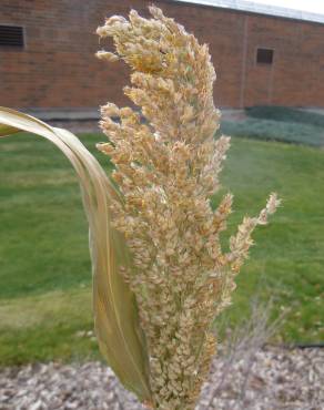 Fotografia 8 da espécie Sorghum bicolor no Jardim Botânico UTAD