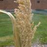 Fotografia 8 da espécie Sorghum bicolor do Jardim Botânico UTAD