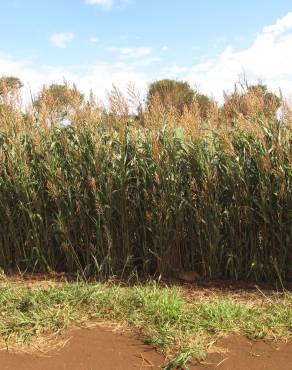 Fotografia 10 da espécie Sorghum bicolor no Jardim Botânico UTAD