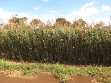 Fotografia da espécie Sorghum bicolor