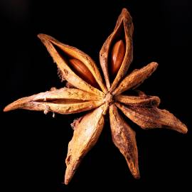 Fotografia da espécie Illicium verum