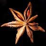 Fotografia 3 da espécie Illicium verum do Jardim Botânico UTAD