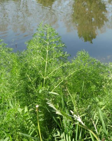 Fotografia de capa Anethum graveolens - do Jardim Botânico