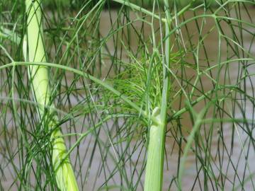 Fotografia da espécie Anethum graveolens