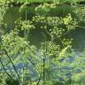 Fotografia 5 da espécie Anethum graveolens do Jardim Botânico UTAD