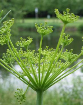 Fotografia 7 da espécie Anethum graveolens no Jardim Botânico UTAD