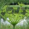 Fotografia 7 da espécie Anethum graveolens do Jardim Botânico UTAD