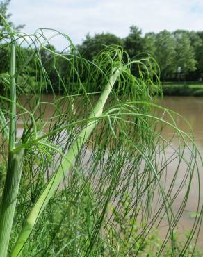 Fotografia 8 da espécie Anethum graveolens no Jardim Botânico UTAD